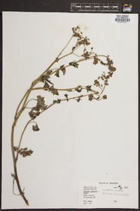 Phacelia bipinnatifida image