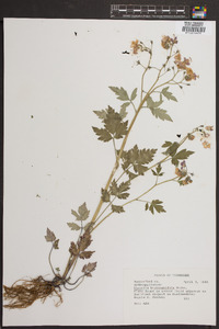 Phacelia bipinnatifida image