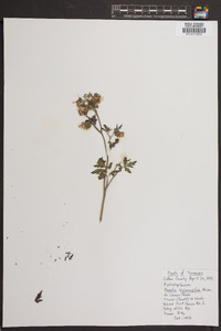 Phacelia bipinnatifida image