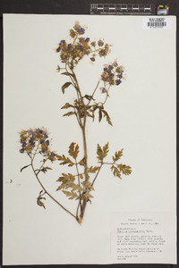 Phacelia bipinnatifida image