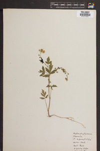 Phacelia bipinnatifida image