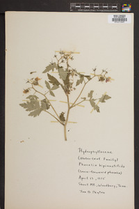 Phacelia bipinnatifida image