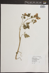 Phacelia bipinnatifida image