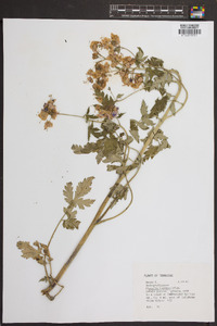 Phacelia bipinnatifida image