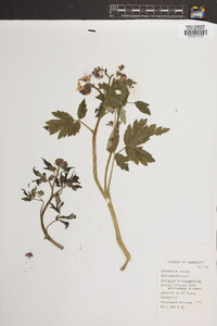 Phacelia bipinnatifida image