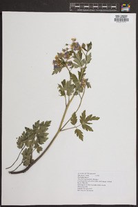 Phacelia bipinnatifida image