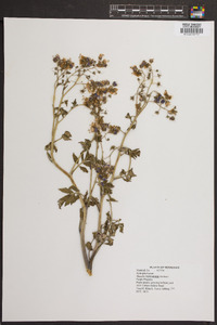 Phacelia bipinnatifida image