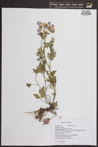 Phacelia bipinnatifida image