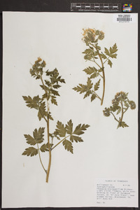 Phacelia bipinnatifida image