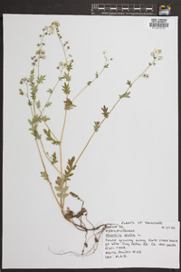 Phacelia dubia image