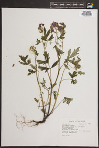 Phacelia dubia image