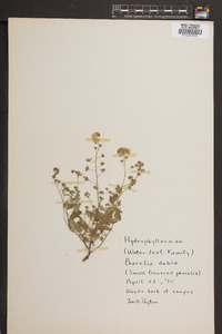 Phacelia dubia image