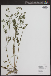 Phacelia fimbriata image