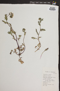 Phacelia fimbriata image