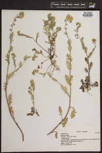 Phacelia fimbriata image