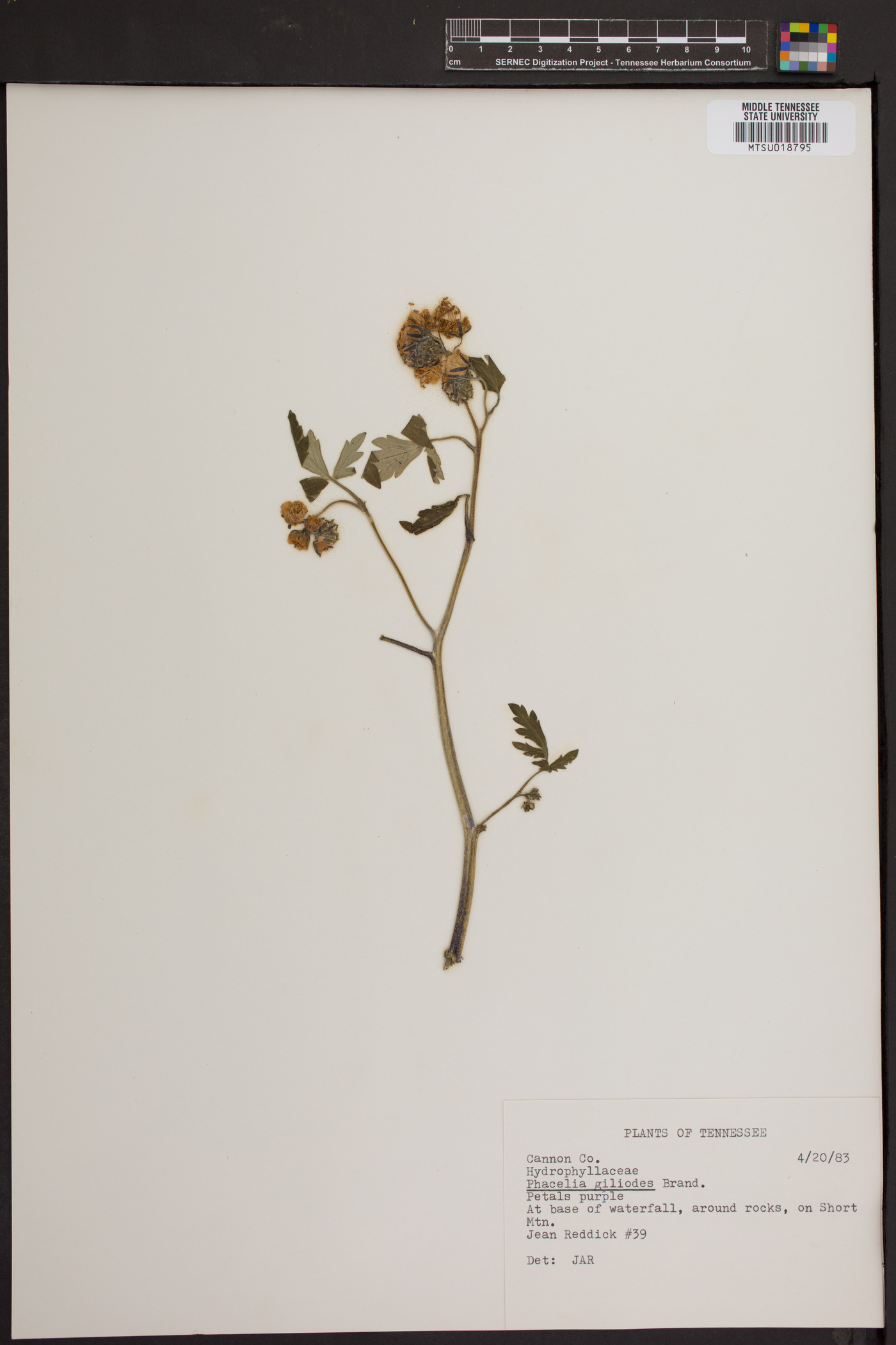 Phacelia gilioides image