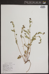 Phacelia purshii image