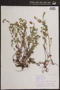 Phacelia purshii image