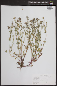 Phacelia purshii image