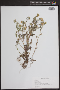 Phacelia purshii image