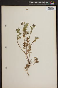 Phacelia purshii image