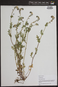 Phacelia purshii image