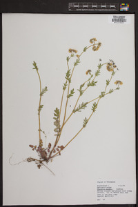 Phacelia purshii image