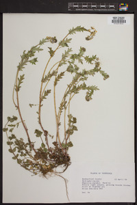 Phacelia purshii image