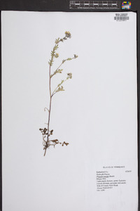 Phacelia purshii image