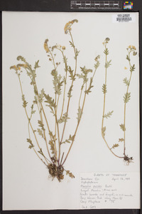 Phacelia purshii image