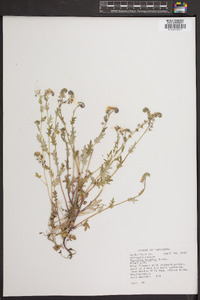 Phacelia purshii image