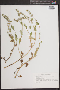 Phacelia purshii image