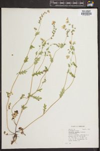 Phacelia purshii image