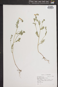 Phacelia purshii image