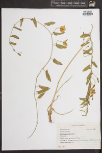 Convolvulus arvensis image