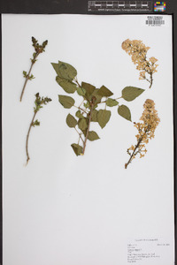 Syringa vulgaris image