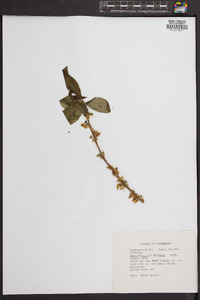 Forsythia viridissima image