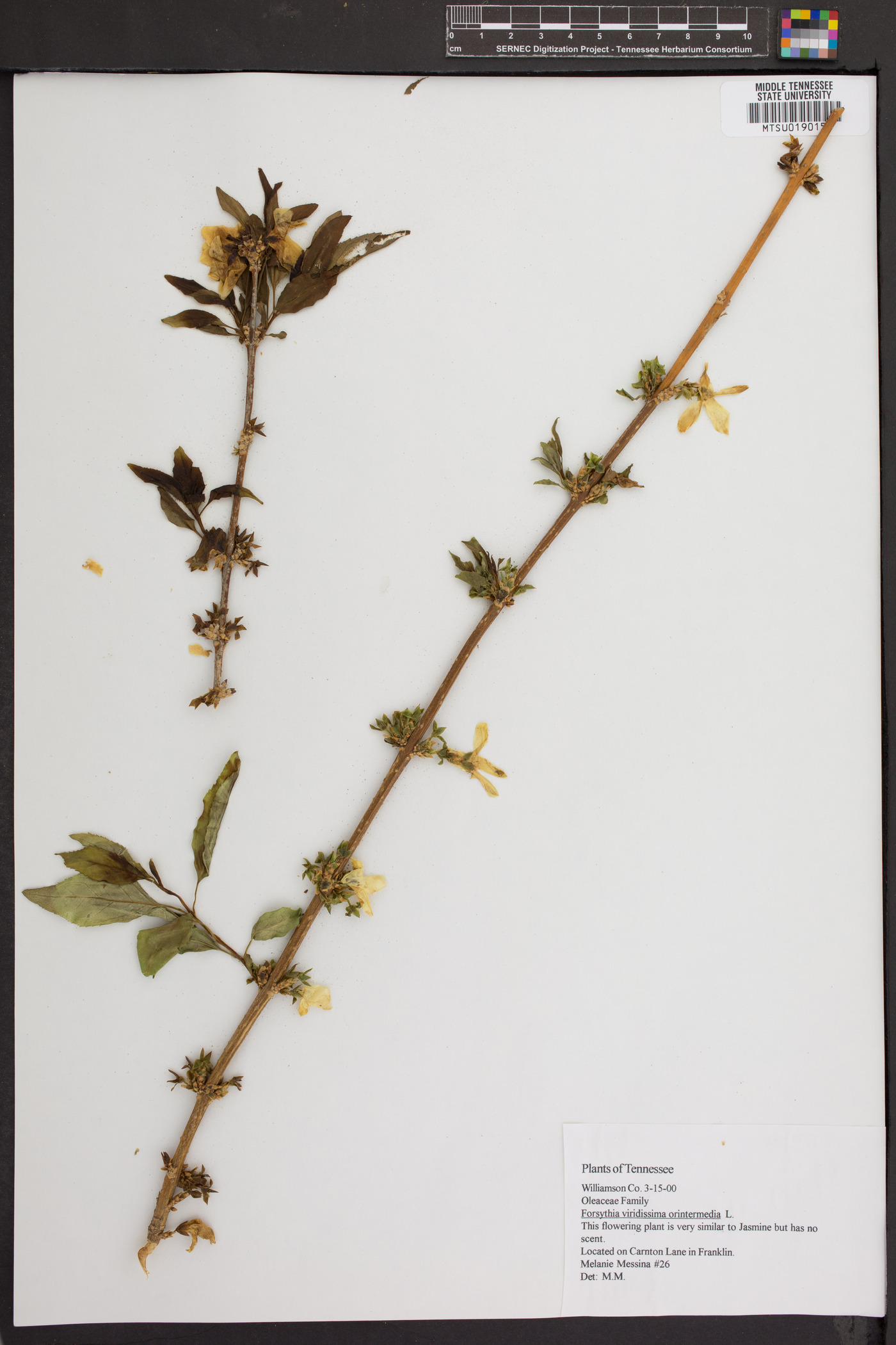 Forsythia viridissima image