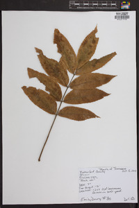 Fraxinus nigra image