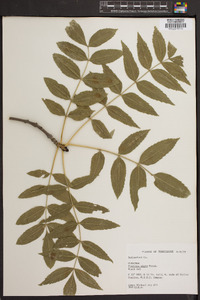 Fraxinus nigra image