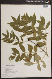 Fraxinus nigra image