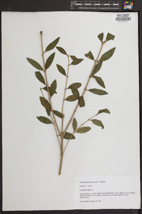 Ligustrum vulgare image