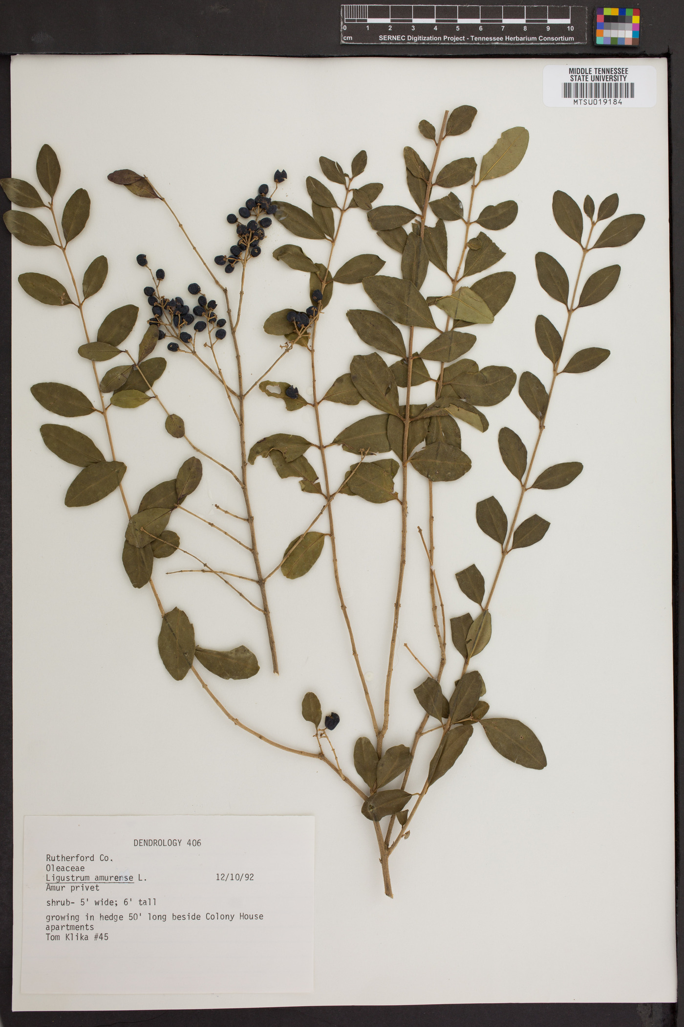 Ligustrum amurense image