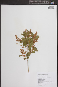 Ligustrum sinense image