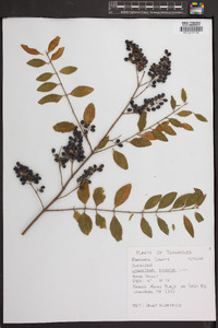 Ligustrum sinense image