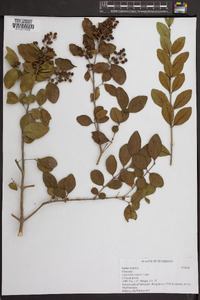 Ligustrum sinense image