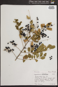 Ligustrum sinense image