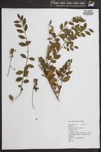 Ligustrum sinense image