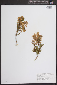 Syringa chinensis image