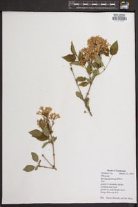 Syringa chinensis image